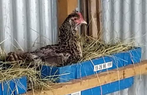 Belle Quercynoise piscine jacuzzi partagés - Foto 24