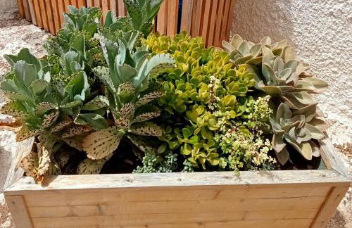 "Minerva" da Sabrina - Foto 5