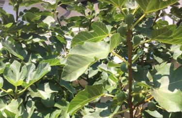 Villa in Walsrode - Photo 55