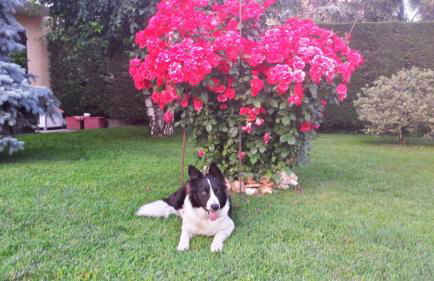 Casa Sammo - Foto 14