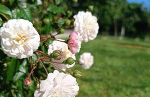 Apartment Olivia - Foto 22