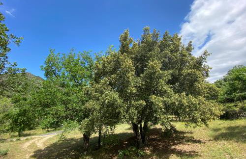 RIBES - Chalet Gîte au coeur de la nature - Foto 24