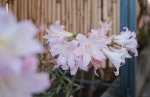 Giglio di Mare - Foto 28