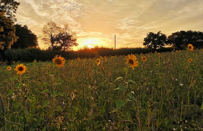 Vintage all Terrain Italian Army Truck - Foto 10