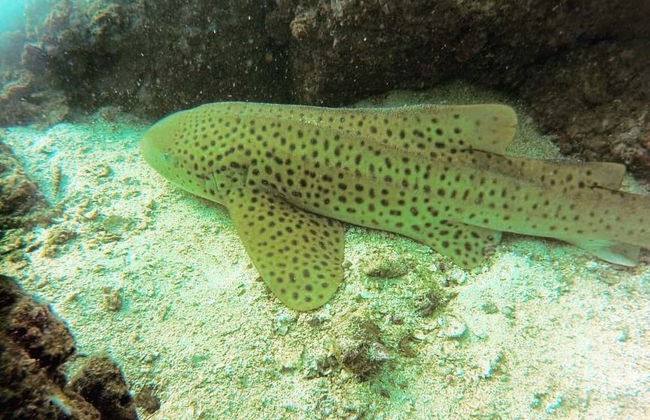 Bautismo de buceo en Dibba Al-Fujairah - Foto 6