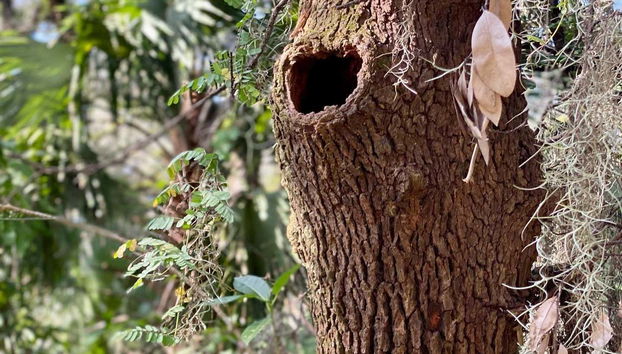 Admiring the area's greenery