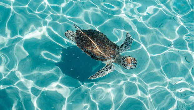 Le acque cristalline della zona