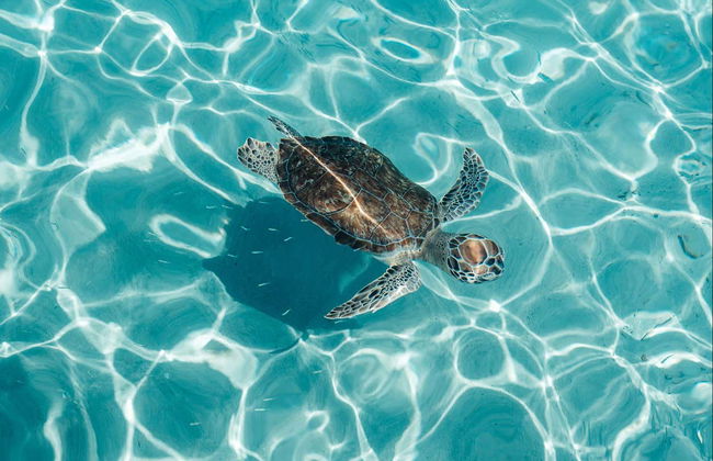 Escursione alle spiagge Piskado, Kenepa e Cas Abao - Foto 2