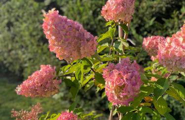 Niebieski Domek - Foto 71