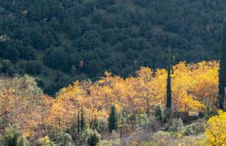 MARIOLATA STONE HOUSE - Foto 15