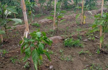 Vasilikis House - Foto 11