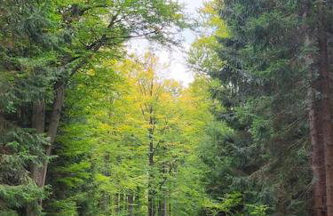 Komfortowy dom z bali koło Zieleńca z widokiem na góry - Foto 34