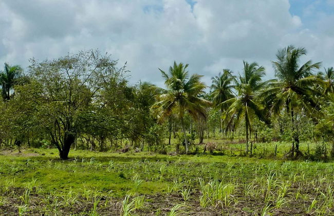 Higüey & Sugar Cane Fields Safari - Foto 1