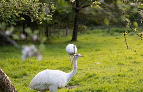 The Clover Lodge, Redlake Farm - Hot tub, BBQ, free parking - Foto 22