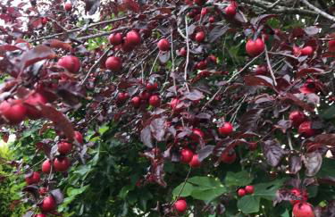 Casa Rural El FerJo - Foto 17