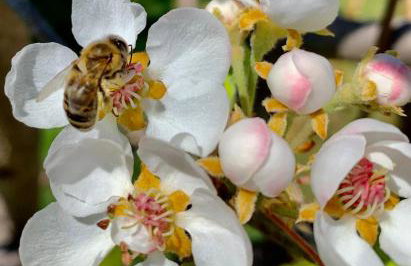 Aggelos and Thisbe Chania Suburbs Sea View Guest House - Foto 46