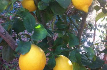 Vacaciones La Marina Costa Blanca - Foto 36