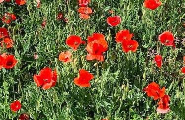 La casa di Lavy - private parking + wifi - Foto 47