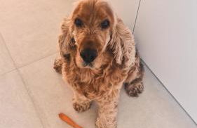 Ferienhaus Schilz II - Urlaub auf dem Bauernhof - Foto 31