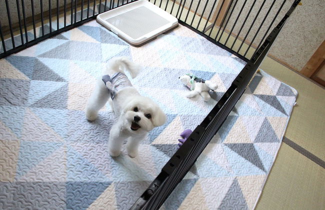 YUSUKAWA GUESTHOUSE COCCORON - Foto 12