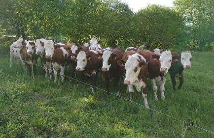 Studio à la campagne au bout du lac d'Annecy - Foto 21