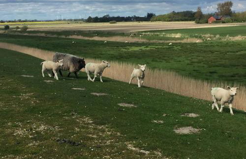 Deichkieker - charmantes Ferienhaus mit großem Garten in Alleinlage nahe der Nordsee - Foto 44