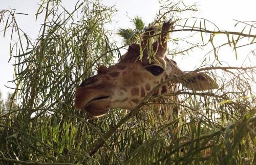 Apartment Flat Piatto Wohnung Marianne Corralejo - Photo 29