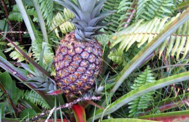 Keaau Place - Foto 9