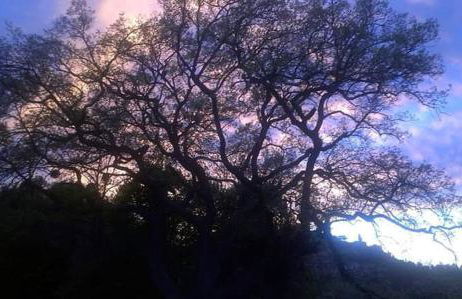 la cana dolce - Foto 9