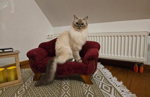 Ferienhaus mit Garten im Odenwald zu vermieten - Foto 36