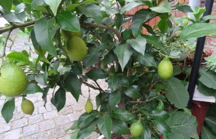 Pension & Gästehaus Paffrath - Foto 21