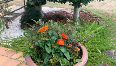 A PORTELA - Pereiro de Aguiar - Foto 2