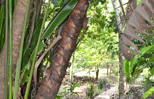 Licensed 2 Bedroom Cabin Close to San Ignacio, Local Dining, and Adventure Tours - Foto 18