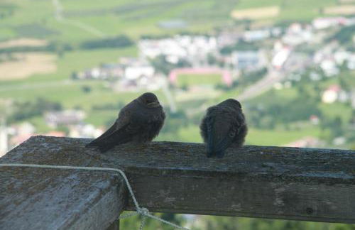 Hofschank Reinalterhof - Photo 8