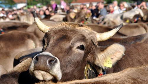 Beim Vogt - Oberjoch - Foto 3