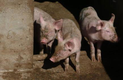 Agriturismo Marongiu - Foto 18