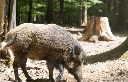 Der Eifel Perle Manderscheid - Foto 36