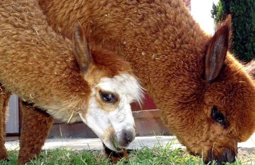 Apartment Haubentaucher by Interhome - Foto 32