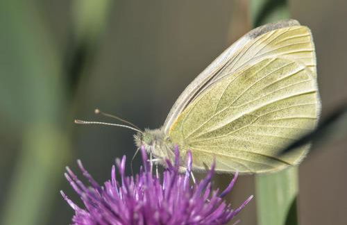 The Workshop- Eco Cottage by the Coastal Path - Photo 39
