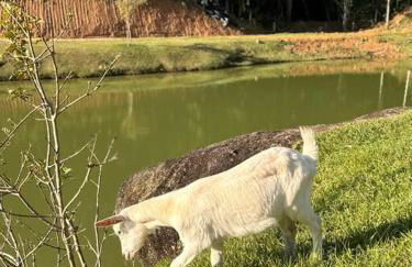 Casa de Campo - Águas Mornas SC - Photo 38