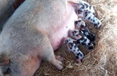 The old hayloft on 22 acre country smallholding - Foto 41