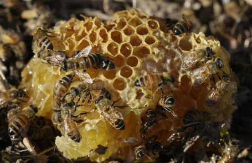 Agriturismo La Steccaia Alta - Foto 15