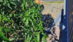 Alcantara Bell - Foto 4