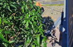 Alcantara Bell - Foto 4