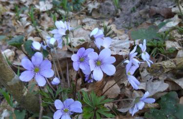 Cztery Pory Roku - Foto 63