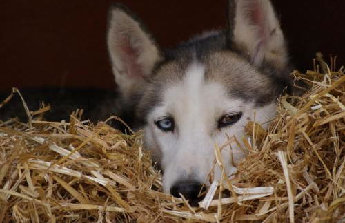 34 Grande Ourse Vallandry - Les Arcs - Paradiski - Foto 29