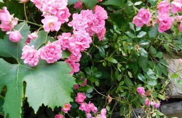 Ferienhof - Rauhenberg - Foto 28