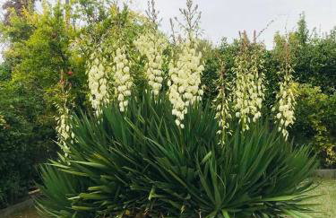 Elaia Horizon Makri - Foto 24