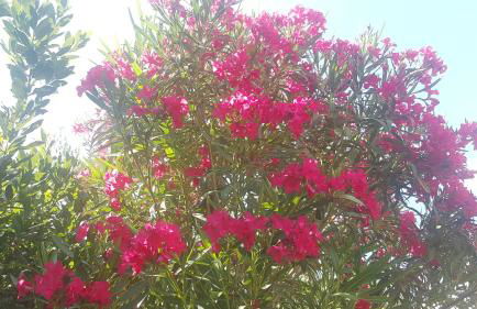 Villa Antico Borghetto Di Tigliano - Foto 52