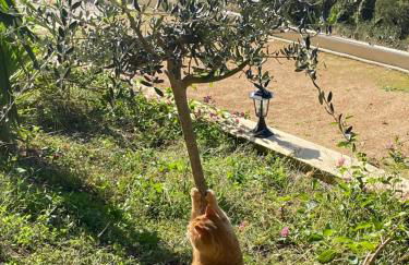 Gîte A Funtana Montestremo, Balagne, Haute Corse - Foto 15
